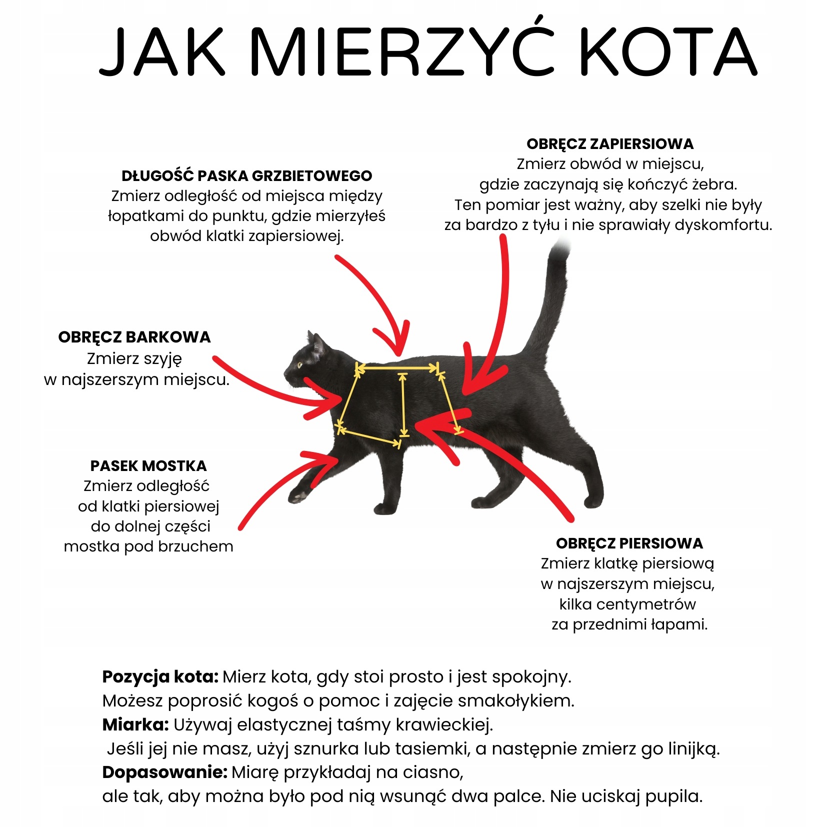 jak-mierzyc-kota.jpeg